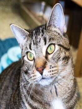 JACK -  Domestic Short Hair Cat for Adoption in Boston, Massachusetts - JACK | PetCurious