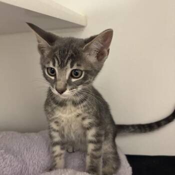 American Shorthair Cats Available for Adoption in Phoenix, Arizona - Melnick | PetCurious