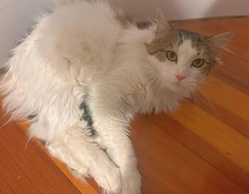 Maine Coon and Domestic Medium Hair Cats Available for Adoption - Dior | PetCurious