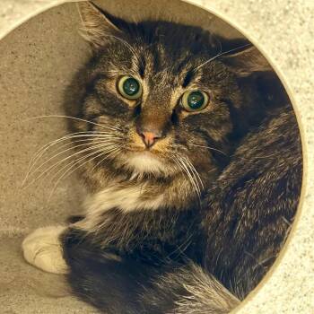 Domestic Long Hair Cats Available for Adoption - Moondancer | PetCurious