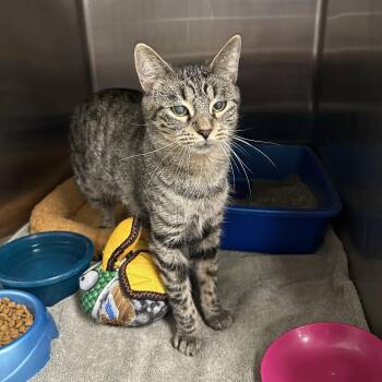 Domestic Short Hair Cats Available for Adoption - Jovie | PetCurious