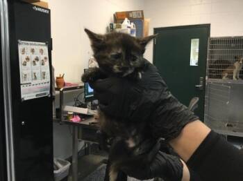 MYA -  Domestic Short Hair Cat for Adoption in Thousand Palms, California - MYA | PetCurious