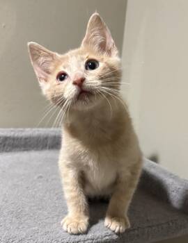 Rescue Domestic Short Hair Cats for Adoption in East Hanover, New Jersey - Vivaldi | PetCurious