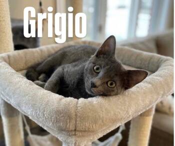 Grigio -  Domestic Short Hair Cat for Adoption in Chandler, Arizona - Grigio | PetCurious