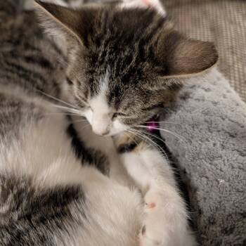 Rescue Domestic Short Hair Cats for Adoption in Sioux Falls, South Dakota - Mia | PetCurious