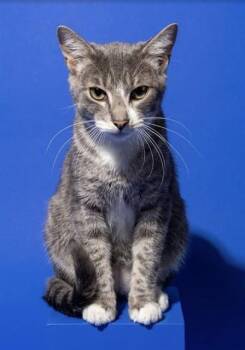 PISCES -  Domestic Short Hair Cat for Adoption in Jacksonville, Florida - PISCES | PetCurious