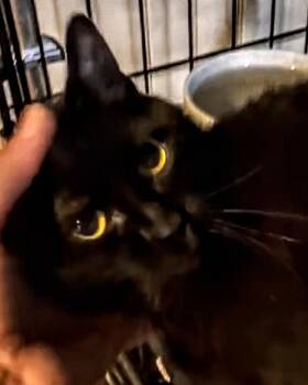 Rescue Domestic Short Hair Cats for Adoption in Bloomfield, New Jersey - Della | PetCurious