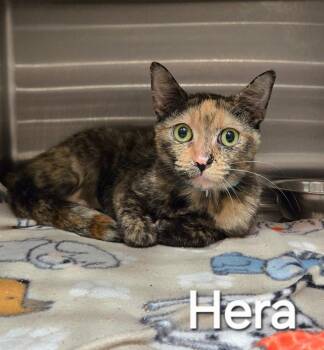 Domestic Short Hair Cats Available for Adoption in Sidney, Ohio - Hera | PetCurious