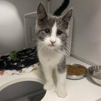 Stainless -  Domestic Short Hair Cat for Adoption in Binghamton, New York - Stainless | PetCurious