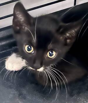 Rescue American Shorthair Cats for Adoption in Los Angeles, California - Pirate (M) | PetCurious