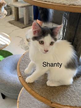Shanty -  Domestic Medium Hair Cat for Adoption in Saint Charles, Missouri - Shanty | PetCurious