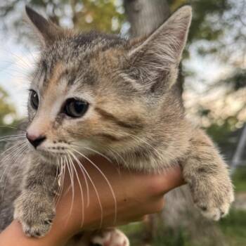Star -  Domestic Short Hair Cat for Adoption in Carmel, Indiana - Star | PetCurious