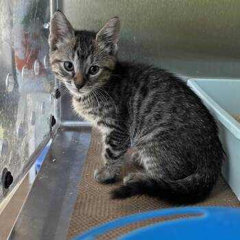 Domestic Short Hair Cats Available for Adoption in Middletown, Rhode Island - Maple | PetCurious