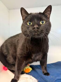 Henri -  Domestic Short Hair Cat for Adoption in Delson, Quebec - Henri | PetCurious