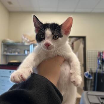 Charles -  Domestic Short Hair Cat for Adoption in League City, Texas - Charles | PetCurious