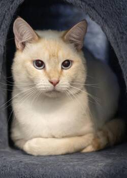 Gretzky -  Siamese Cat for Adoption in Buford, Georgia - Gretzky | PetCurious