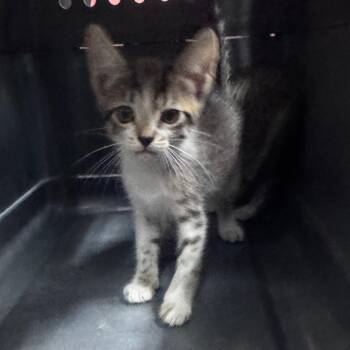 Dusk -  Domestic Short Hair Cat Available for Adoption in Vieques, Vieques - Dusk | PetCurious