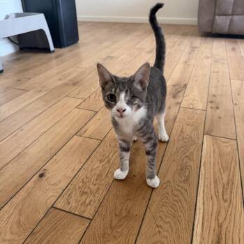 Sydney -  Domestic Short Hair Cat for Adoption - Sydney | PetCurious