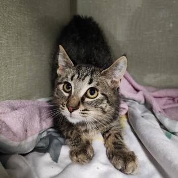 Domestic Short Hair Cats Available for Adoption - Milo | PetCurious