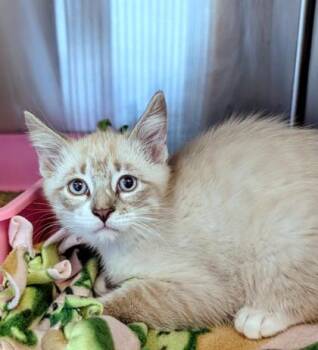 Domestic Short Hair Cats Available for Adoption in Buffalo, Minnesota - Teno | PetCurious