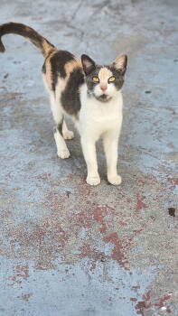 Rescue Domestic Short Hair Cats for Adoption in Tampa, Florida - A Girl Named Sue | PetCurious