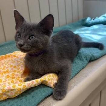 Skip -  Domestic Short Hair Cat for Adoption in Hawthorne, California - Skip | PetCurious