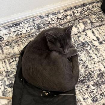 Pumpernickel -  Domestic Short Hair Cat for Adoption in Spokane, Washington - Pumpernickel | PetCurious