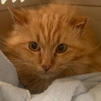 Domestic Long Hair Cats Available for Adoption in Ringtown, Pennsylvania - Sunshine | PetCurious