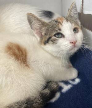 Jennifer -  Domestic Short Hair Cat for Adoption in Westland, Michigan - Jennifer | PetCurious