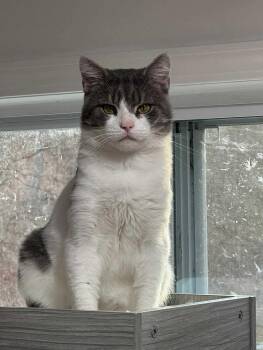 Rescue Domestic Long Hair Cats for Adoption in North Huntingdon, Pennsylvania - Stanley | PetCurious
