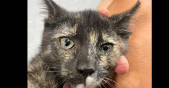 Domestic Short Hair Cats Available for Adoption in Dayton, Minnesota - Twinkle | PetCurious