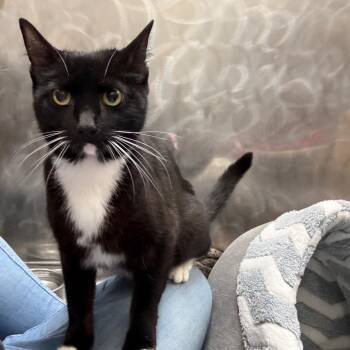 Pike -  Domestic Short Hair Cat for Adoption in Morristown, Vermont - Pike | PetCurious