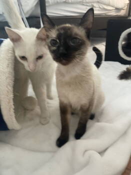 Rescue Domestic Short Hair Cats for Adoption in Los Angeles, California - Anntie Anne | PetCurious