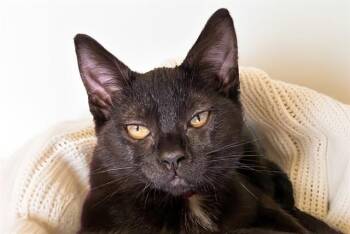 JAYDON -  Domestic Short Hair Cat for Adoption in Fort Lauderdale, Florida - JAYDON | PetCurious