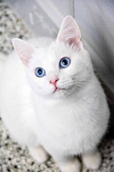 ASPEN -  Domestic Short Hair Cat for Adoption in New Bern, North Carolina - ASPEN | PetCurious
