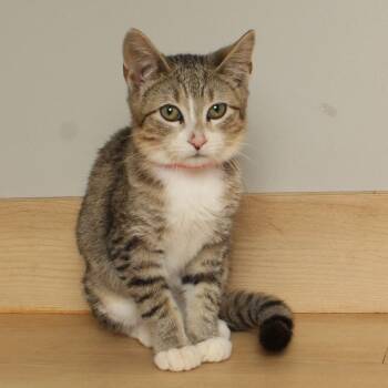 Rescue Domestic Short Hair Cats for Adoption in Minnetonka, Minnesota - Harlow C66453 | PetCurious