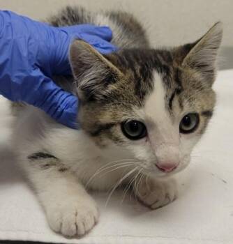 Practice -  Domestic Short Hair Cat for Adoption in Eugene, Oregon - Practice | PetCurious