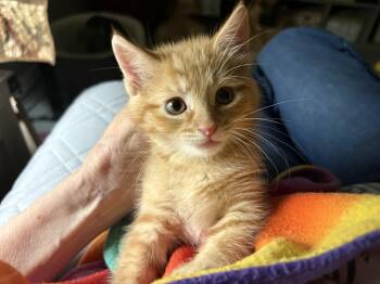Theodore -  Domestic Short Hair Cat for Adoption in Fort Worth, Texas - Theodore | PetCurious