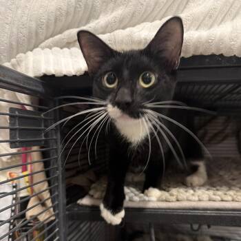 Seesaw -  Domestic Short Hair Cat for Adoption - Seesaw | PetCurious
