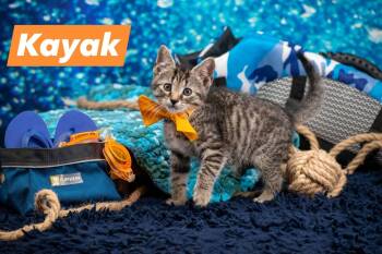 Kayak -  Domestic Short Hair Cat Available for Adoption in Sevierville, Tennessee - Kayak | PetCurious