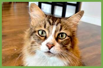 Kiki -  Domestic Long Hair Cat for Adoption in Amherst, Massachusetts - Kiki | PetCurious
