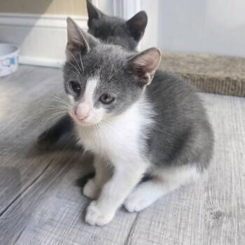 Erik -  Domestic Short Hair Cat for Adoption in Peachtree City, Georgia - Erik | PetCurious