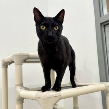Lovey -  Domestic Short Hair Cat for Adoption in Traverse City, Michigan - Lovey | PetCurious