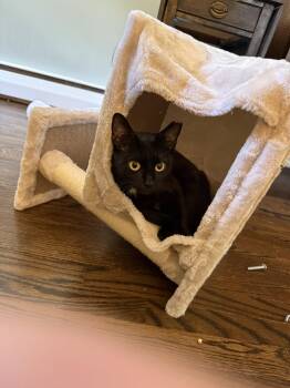 Bella -  Domestic Short Hair Cat for Adoption in Timonium, Maryland - Bella | PetCurious