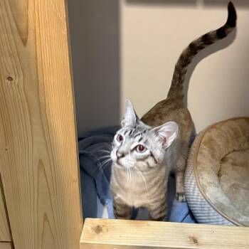 Gabriel -  Siamese and Domestic Short Hair Cat for Adoption in Jacksonville, Florida - Gabriel | PetCurious