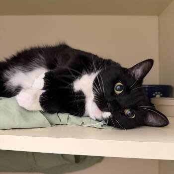 Domestic Short Hair Cats Available for Adoption - Miss Piggy | PetCurious