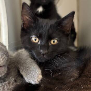 Domestic Short Hair Cats Available for Adoption in Naperville, Illinois - Caterpillar | PetCurious