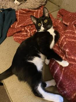 Domestic Short Hair Cats Available for Adoption in Greenville, Delaware - Dylan, Willow Grove PS, (FCID 04/22/2026-131) | PetCurious