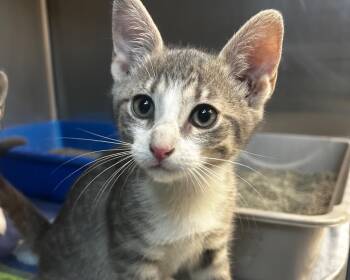September -  Domestic Short Hair Cat for Adoption in Raleigh, North Carolina - September | PetCurious