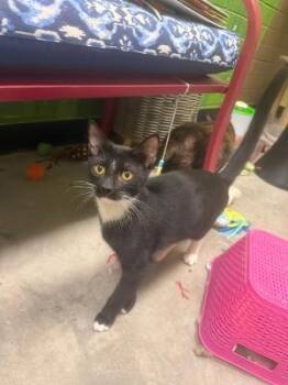 Ramsey (At PetSmart Bluffton) -  Domestic Short Hair Cat for Adoption in PORT WENTWRTH, Georgia - Ramsey (At PetSmart Bluffton) | PetCurious